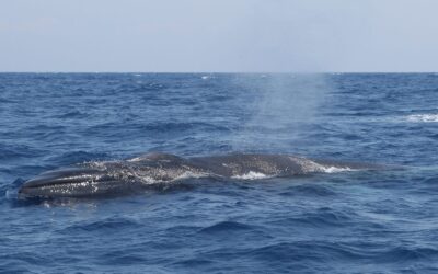 Trois baleines échouées en Corse, dont deux mortes, sur plages distinctes