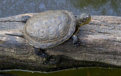 Chasseurs de Loire-Atlantique sauvent une tortue rare et en voie de disparition