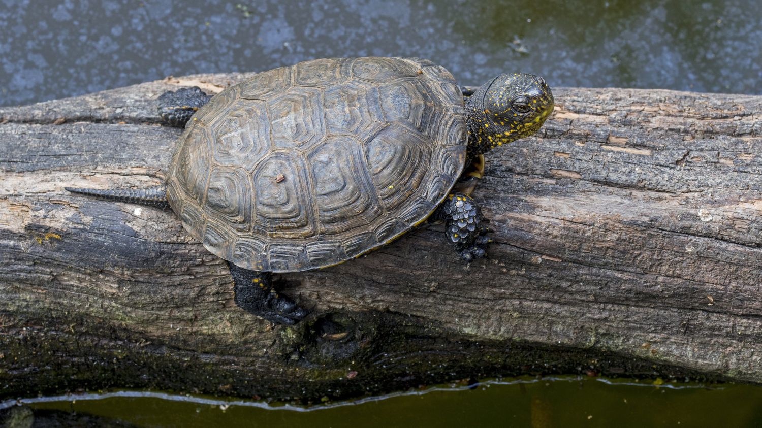 Une tortue rare et en voie de disparition a été sauvée par des chasseurs de Loire-Atlantique