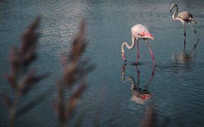 Montée des mers menace flamants roses, étude du Muséum d’Histoire Naturelle révèle