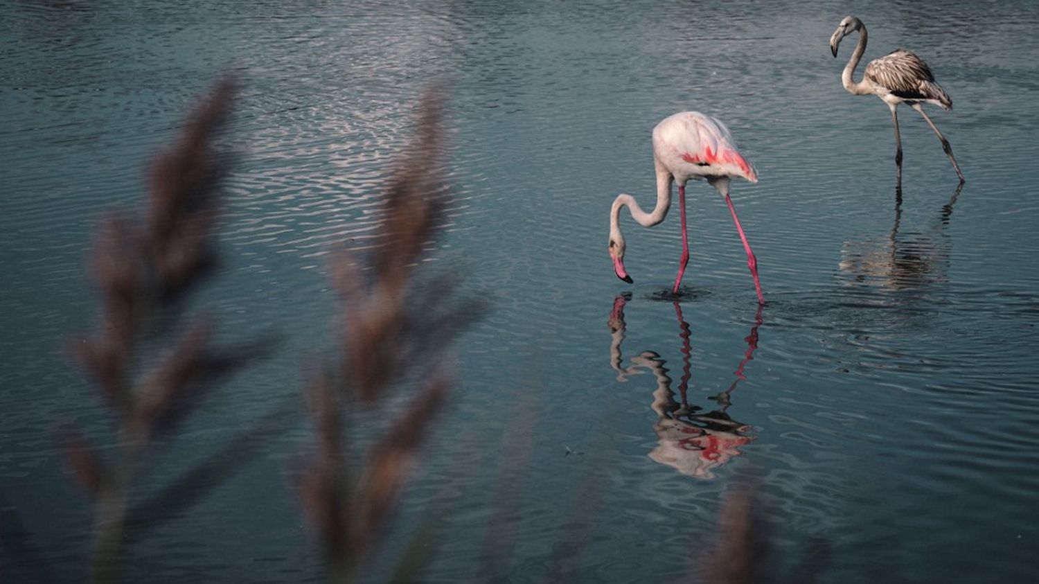 Crise climatique : la montée du niveau des mers menace aussi les flamants roses, selon une étude
          Une étude, à laquelle a participé le muséum d'Histoire naturelle, montre que la montée du niveau marin dans les zones humides à un impact non négligeable sur la survie de plusieurs dizaines d'espèces d'oiseaux.