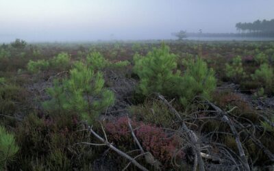 Avenir des forêts: Importance écologique des lisières soulignée par une étude européenne