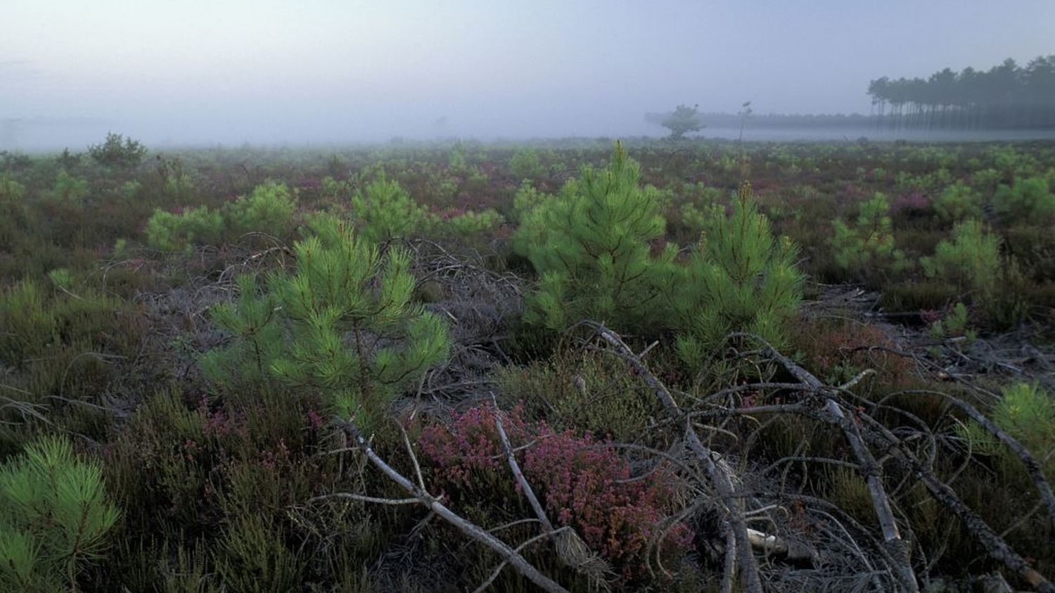 L’avenir des forêts dépend de leurs lisières
          Éloge de la lisière : Ce lieu souvent sous-estimé, concentre aujourd’hui l’attention des écologues. Une première étude à l’échelle du continent européen a récemment permis de mieux apprécier leur importance écologique. Des tests sont en cours dans le massif des Landes, avec des plantations de lisières de feuillus autour des plantations de pins maritimes.