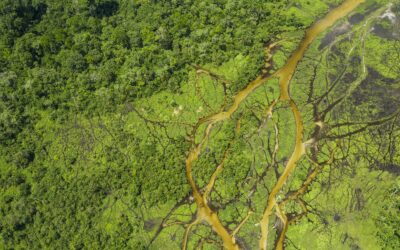 Combat pour sauver la forêt du bassin du Congo, vitale pour la planète: ‘Nos destins sont liés’