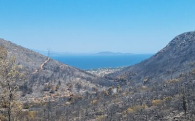 Grèce: Incendies dévastent la dernière forêt près de Marathon