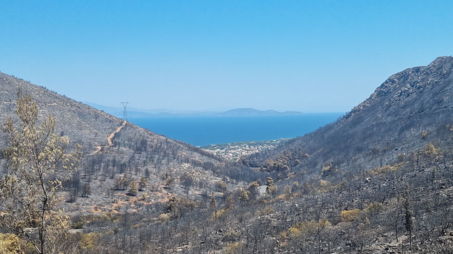 Reportage



  

    
      
    
  
  "C'était la seule forêt qu'il nous restait" : en Grèce, les incendies ont ravagé la végétation près de Marathon