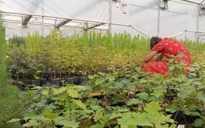 Office national des forêts entraîne plantes à s’adapter à la canicule dans les Bouches-du-Rhône