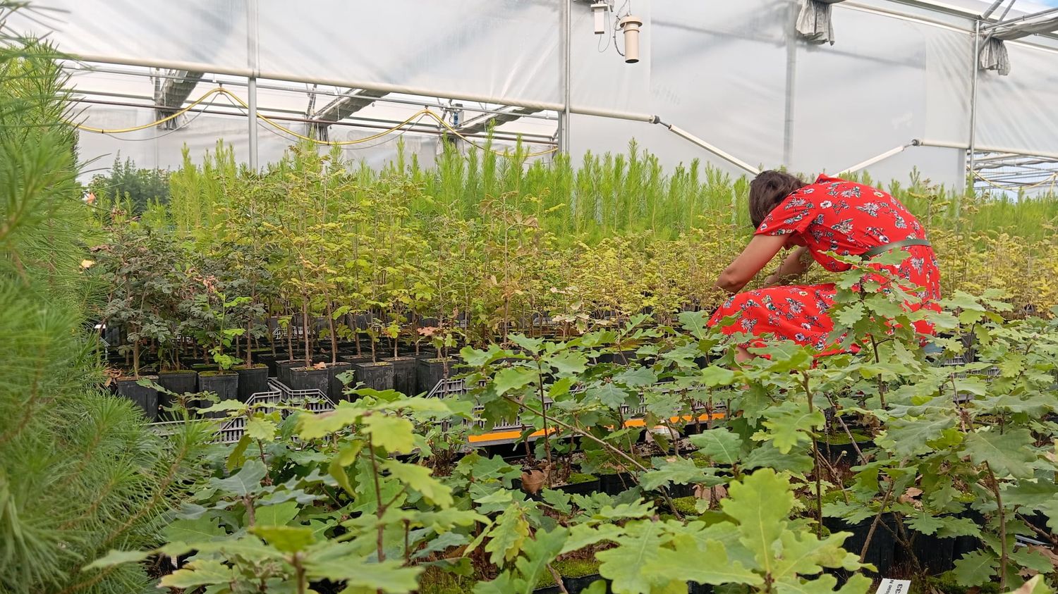 Reportage



  

    
      
    
  
  "C'est ce qu'on fait avec les hommes quand on les vaccine" : dans les Bouches-du-Rhône, l'Office national des forêts entraîne les plantes à s'adapter à la canicule