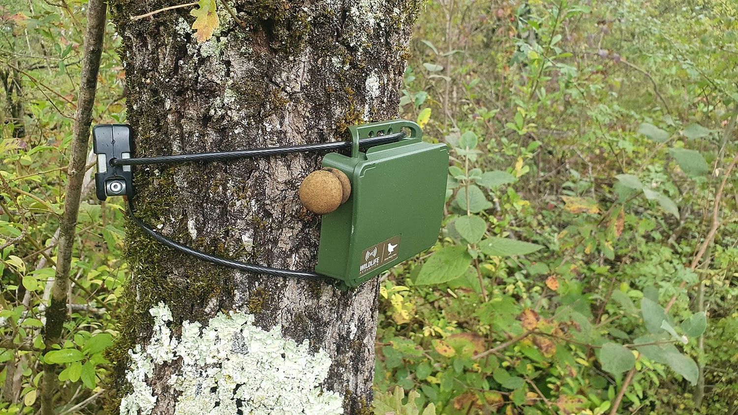 Reportage



  

    
      
    
  
  Pollution sonore, biodiversité... Des micros installés en pleine nature, pour dresser un état des lieux des forêts françaises