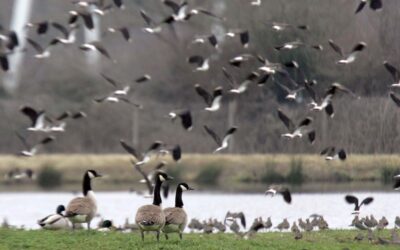 Franceinfo Junior explique la migration des oiseaux avec Lucie Lecoeur à Grand-Laviers