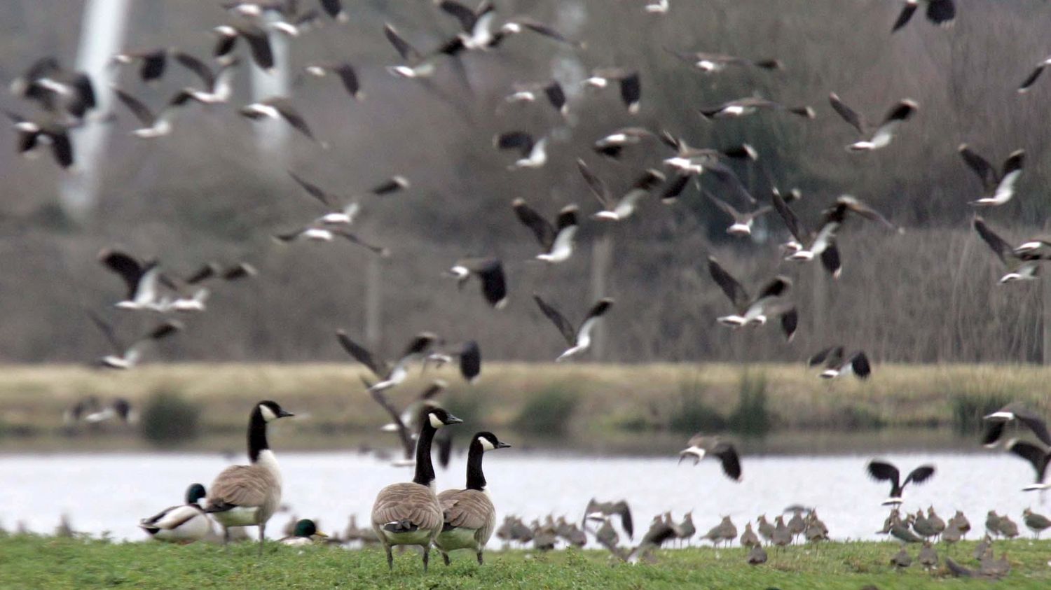 franceinfo junior. Pourquoi des oiseaux migrent-ils ?
          À l'occasion des journées européennes de la migration, l'émission franceinfo junior s'intéresse aux oiseaux migrateurs avec Lucie Lecoeur, chargée de mission à la réserve de Grand-Laviers, dans la Baie de Somme.